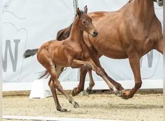 Westphalian, Stallion, Foal (06/2024), Brown