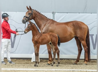 Westphalian, Stallion, Foal (06/2024), Brown