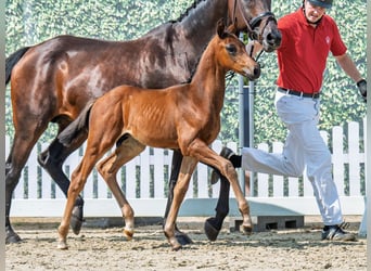 Westphalian, Stallion, Foal (06/2025), Brown