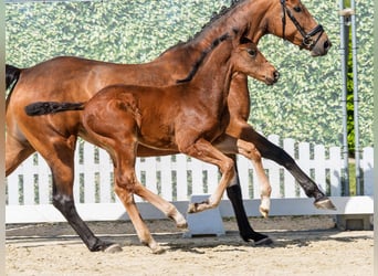 Westphalian, Stallion, Foal (03/2026), Brown