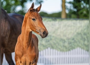 Westphalian, Stallion, , Brown