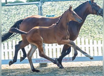 Westphalian, Stallion, Foal (06/2025), Brown
