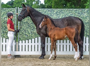 Westphalian, Stallion, Foal (05/2025), Brown