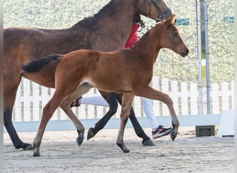 Westphalian, Stallion, Foal (02/2026), Brown