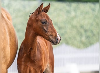 Westphalian, Stallion, , Brown
