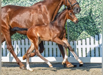 Westphalian, Stallion, , Brown