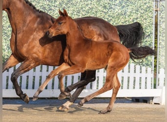 Westphalian, Stallion, Foal (02/2026), Brown