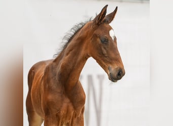 Westphalian, Stallion, Foal (05/2024), Brown