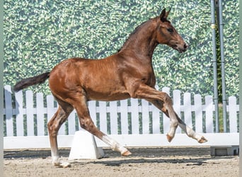 Westphalian, Stallion, , Brown