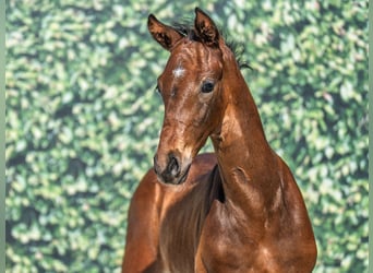 Westphalian, Stallion, , Brown