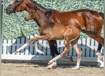 Westphalian, Stallion, , Brown