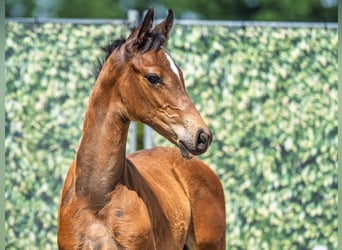 Westphalian, Stallion, , Brown