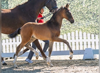 Westphalian, Stallion, Foal (04/2025), Brown