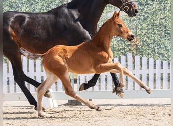 Westphalian, Stallion, Foal (02/2026), Brown