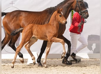 Westphalian, Stallion, Foal (03/2024), Brown