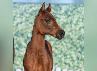 Westphalian, Stallion, Foal (02/2026), Brown