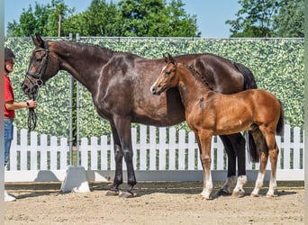 Westphalian, Stallion, , Brown