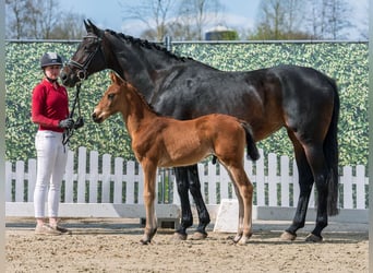 Westphalian, Stallion, Foal (02/2026), Brown