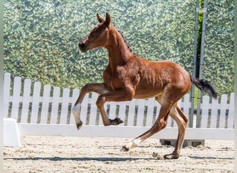 Westphalian, Stallion, Foal (03/2026), Brown