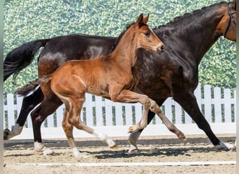 Westphalian, Stallion, Foal (03/2026), Brown