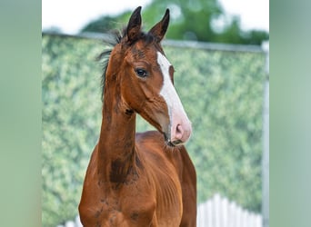 Westphalian, Stallion, Foal (05/2025), Brown