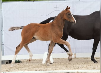 Westphalian, Stallion, Foal (02/2024), Brown