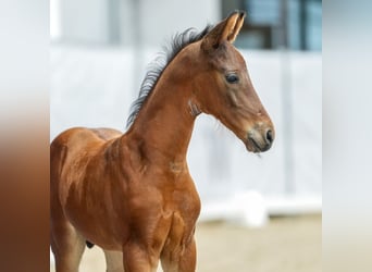 Westphalian, Stallion, Foal (06/2024), Brown