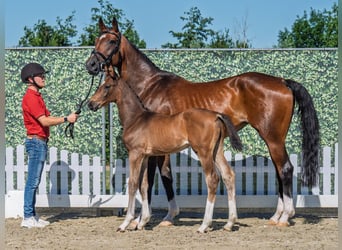 Westphalian, Stallion, , Brown