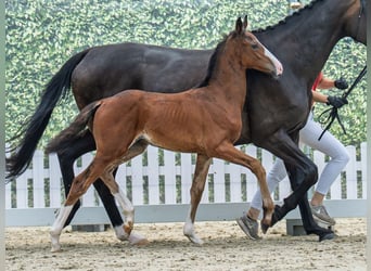 Westphalian, Stallion, Foal (05/2025), Brown