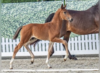 Westphalian, Stallion, , Brown