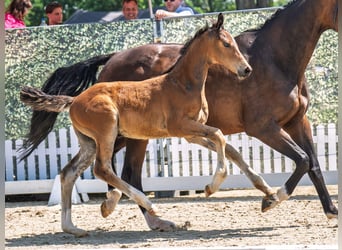 Westphalian, Stallion, , Brown