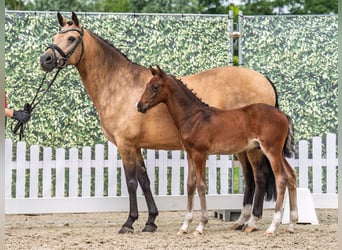 Westphalian, Stallion, , Brown