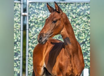 Westphalian, Stallion, Foal (06/2025), Brown