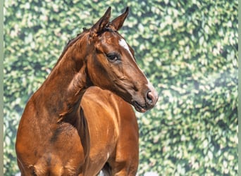 Westphalian, Stallion, , Brown