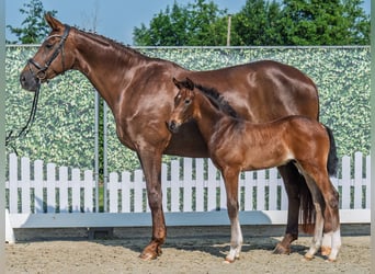Westphalian, Stallion, , Brown