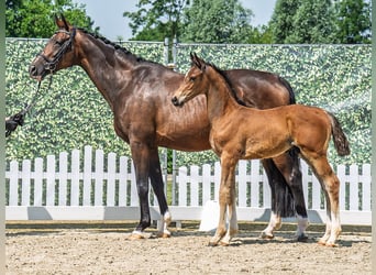 Westphalian, Stallion, , Brown