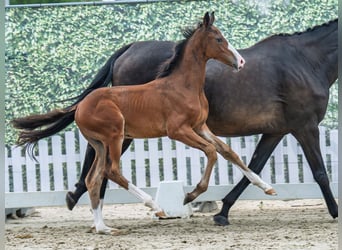 Westphalian, Stallion, Foal (05/2025), Brown