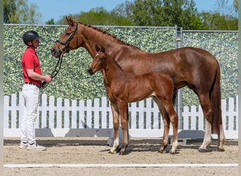 Westphalian, Stallion, Foal (03/2026), Brown