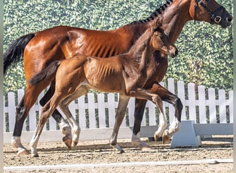 Westphalian, Stallion, , Brown