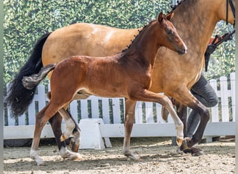 Westphalian, Stallion, , Brown