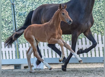 Westphalian, Stallion, , Brown