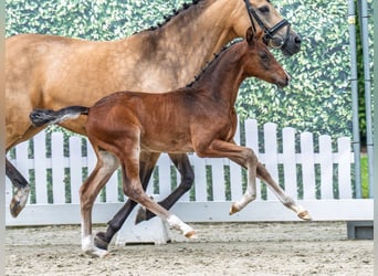 Westphalian, Stallion, , Brown
