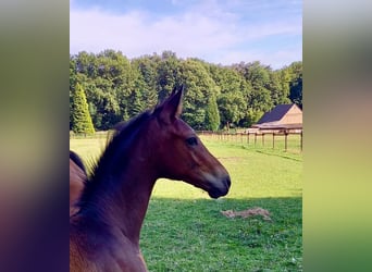 Westphalian, Stallion, Foal (04/2024), Brown