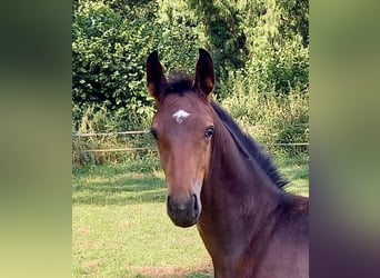 Westphalian, Stallion, Foal (04/2024), Brown