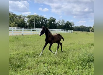 Westphalian, Stallion, Foal (05/2024), Brown