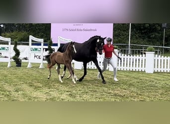 Westphalian, Stallion, Foal (05/2024), Brown