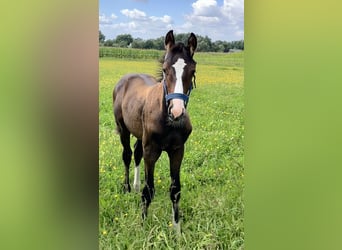 Westphalian, Stallion, Foal (05/2024), Brown