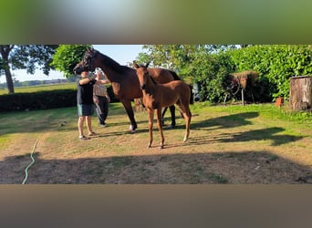 Westphalian, Stallion, Foal (06/2026), Brown