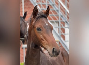 Westphalian, Stallion, Foal (04/2023), Brown