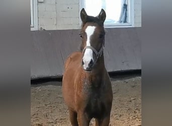 Westphalian, Stallion, Foal (05/2023), Brown